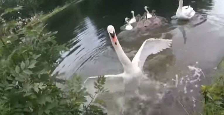VIDEO Spasio je malenog labuda i pretrpio napad od njegove majke