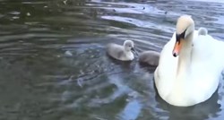 VIDEO I u životinjskom svijetu majčinska je ljubav najsnažnija