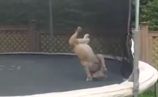 Može i salto: Pogledajte kako ovaj buldog uživa na trampolinu!
