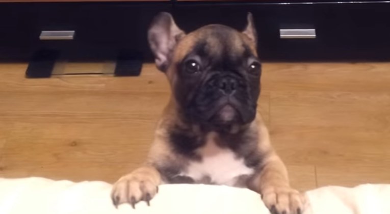 VIDEO Francuski bulldog iskazao je ogromno nezadovoljstvo jer se ne može popeti na kauč