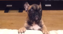 VIDEO Francuski bulldog iskazao je ogromno nezadovoljstvo jer se ne može popeti na kauč