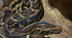 Na Floridi ulovili ogromnu zmiju: Ono što su  u njoj otkrili šokiralo ih je