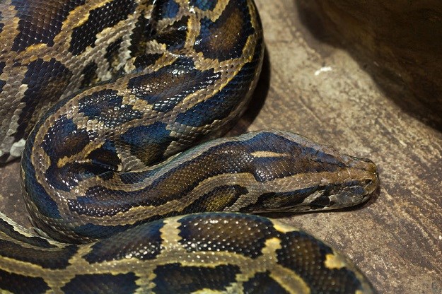 Na Floridi ulovili ogromnu zmiju: Ono što su  u njoj otkrili šokiralo ih je