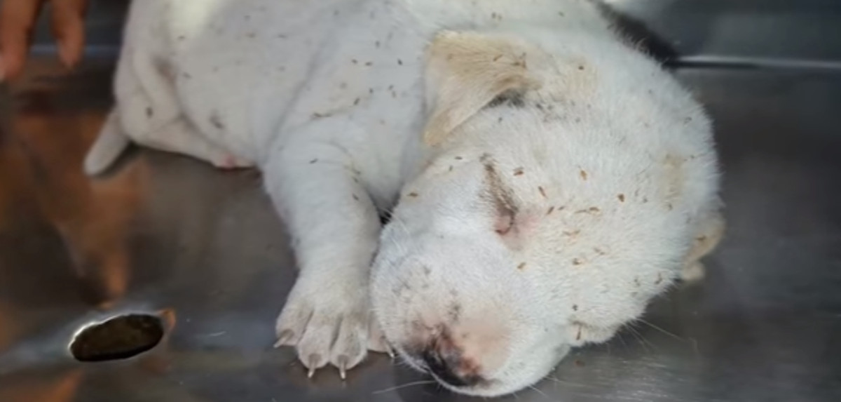 Pronašli su štene prepuno rana koje su izjedali crvi i spasili mu život