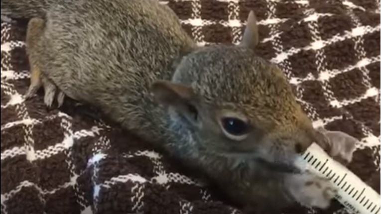 Prekrasna priča o malim vjevericama