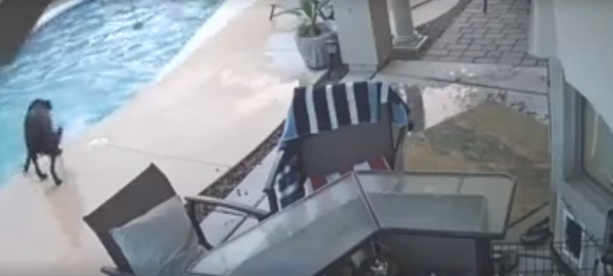 VIDEO Pas heroj uskočio je u bazen kako bi spasio svog najboljeg prijatelja od utapanja