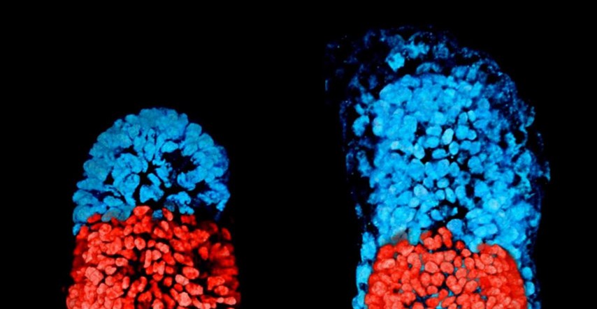 POVIJESNO OTKRIĆE Stvoren umjetni embrij miša koji bi se mogao razviti u pravu životinju