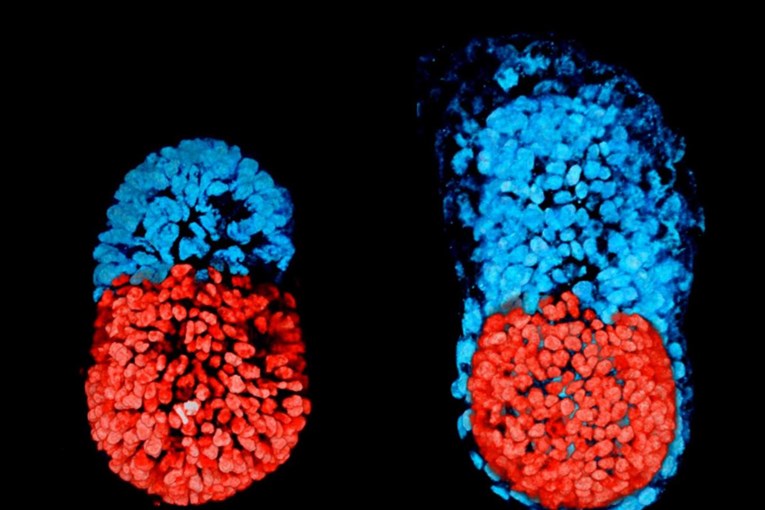 POVIJESNO OTKRIĆE Stvoren umjetni embrij miša koji bi se mogao razviti u pravu životinju