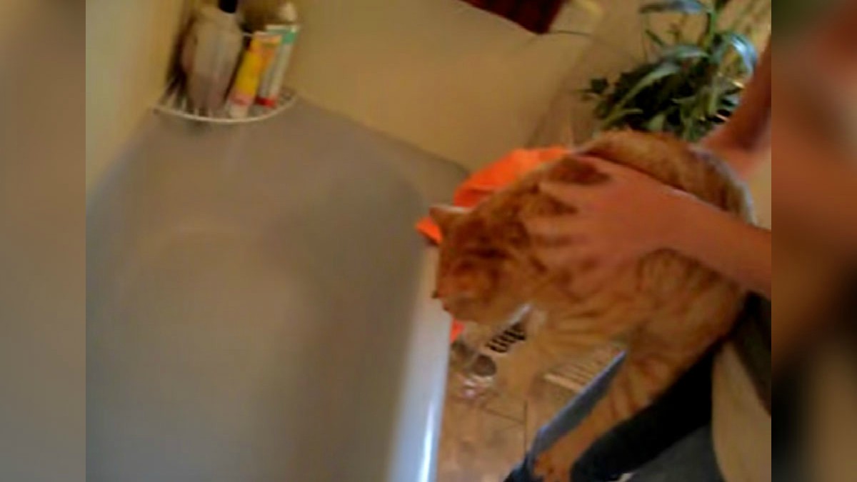VIDEO Pokušala je okupati mačku, a njezina reakcija postala je viralna