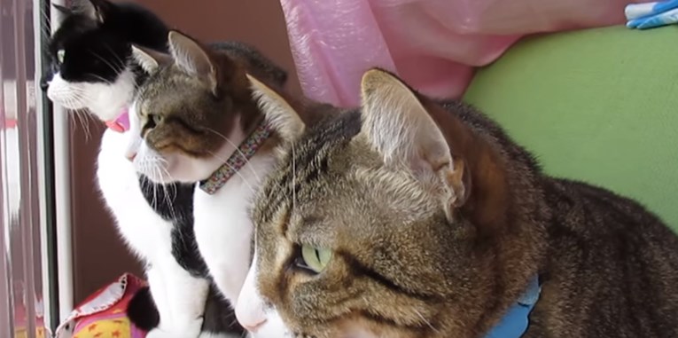 VIDEO Otkrivamo zašto vaše mace "čavrljaju" s pticama