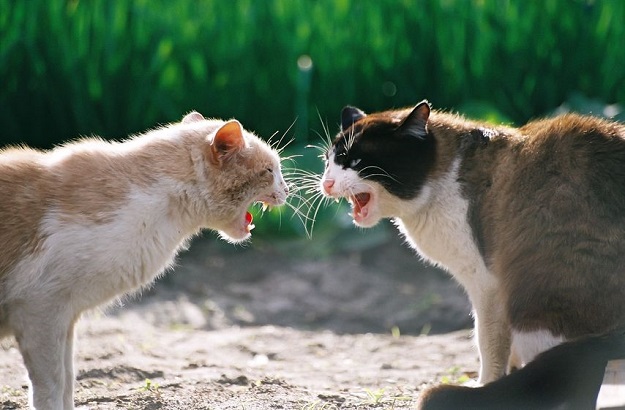POGLEDAJTE Cat fight: S ovom mačkom nema zajeb...