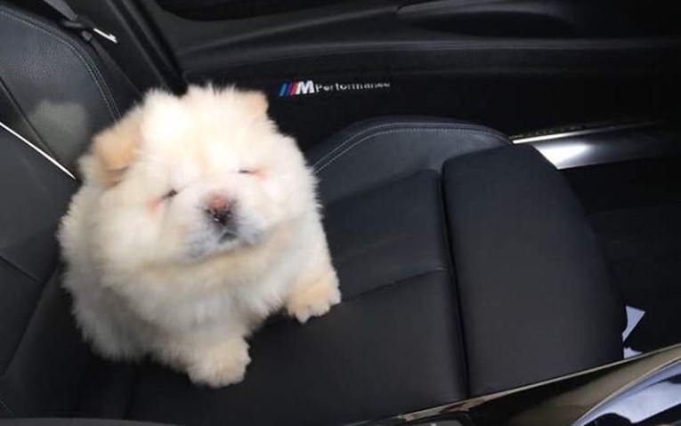 FOTO Ovaj pas očarao je cijeli Instagram, njegove su fotke neodoljive