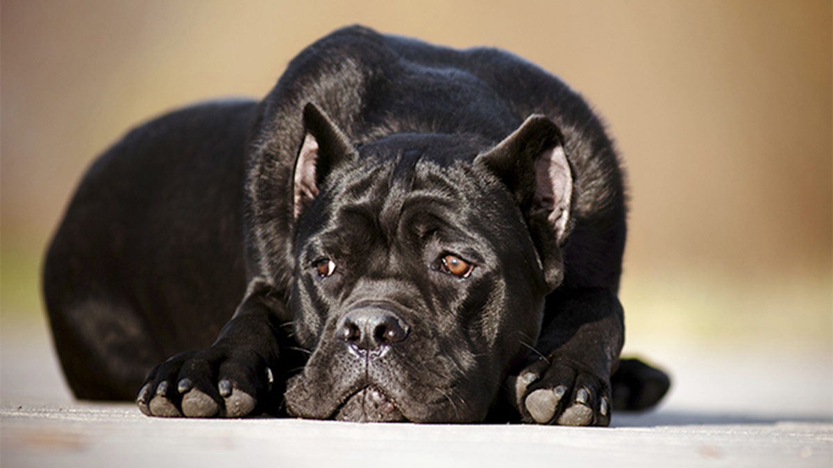 Cane corso - još jedna opasna maza