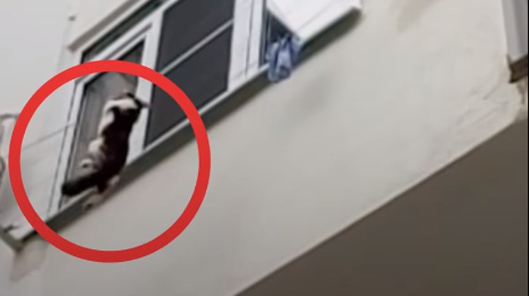 VIDEO Čovjek je pomoću ruksaka uhvatio macu koja je visila na žici