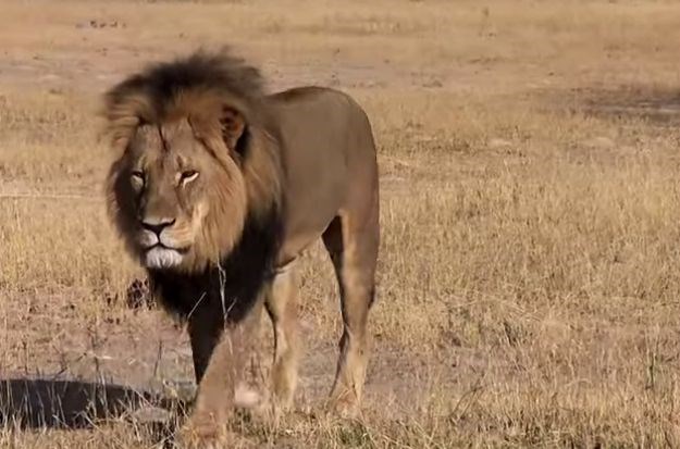 Nova žrtva ljudske pohlepe i taštine: Lovci ubili legendarnog lava Cecila