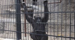Sutkinja upravi ZOO vrta naredila da čimpanzu mora pustiti "na slobodu"