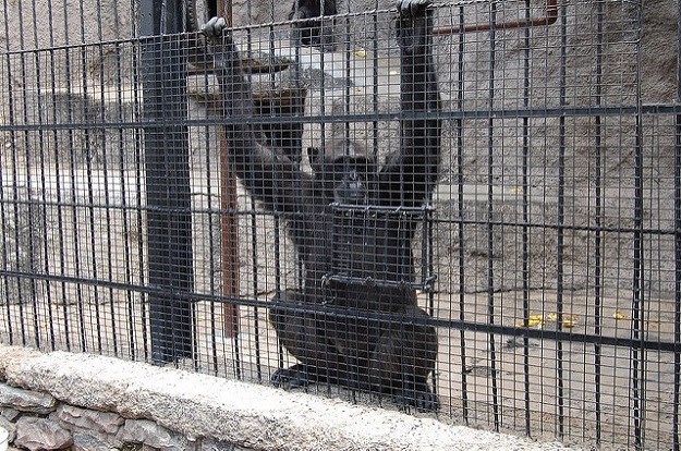 Sutkinja upravi ZOO vrta naredila da čimpanzu mora pustiti "na slobodu"