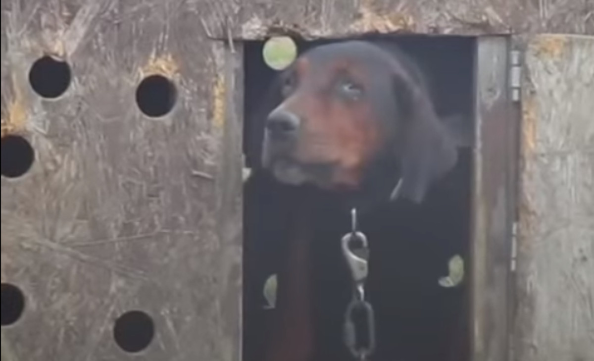 VIDEO Zlostavljana kujica prvi je put osjetila ljubav i pažnju