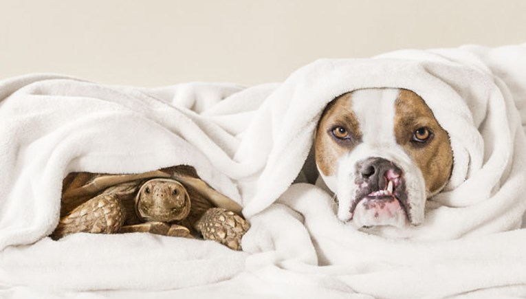 Neobično prijateljstvo između psa i kornjače najslađa je stvar koju ćete danas vidjeti