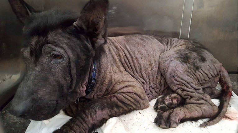 Ovaj pas bio je prepun rana i bez ijedne dlake, ali mu se ipak osmjehnula mala sreća