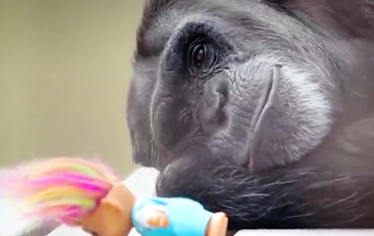 VIDEO Čimpanza rođena u zatočeništvu konačno je na slobodi