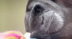 VIDEO Čimpanza rođena u zatočeništvu konačno je na slobodi