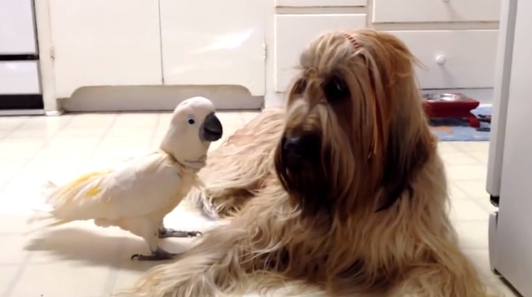 Papiga naučila lajati kako bi "pričala" sa psom, no on baš i nije zainteresiran