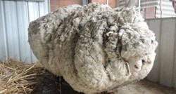 Pronađena ovca rekorderka, jedva je hodala pod teretom vune