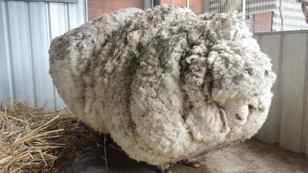 Pronađena ovca rekorderka, jedva je hodala pod teretom vune