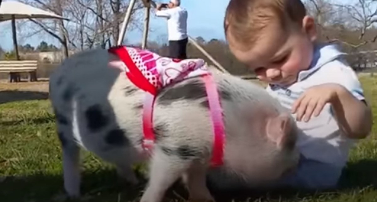 VIDEO Obitelj je udomila praščiće i to im je zauvijek promijenilo život