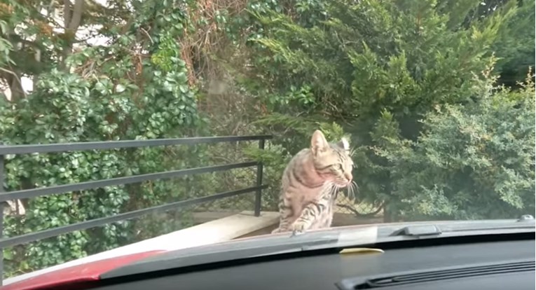 VIDEO Svakoga je dana hranila ovu macu, a onda se dogodilo nešto preslatko