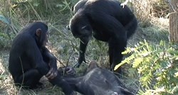 Majmunica odbijala napustiti posvojenog sina koji je umro