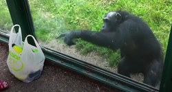 VIDEO Pametna čimpanza detaljnim uputama zamolila posjetiteljicu ZOO-a da joj da malo soka
