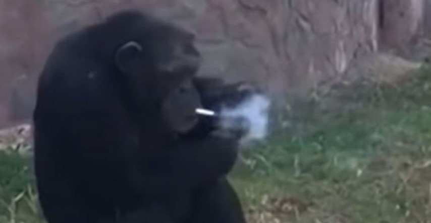 VIDEO Sjeverna Koreja ima novu zvijezdu: Ova čimpanza puši kutiju dnevno