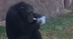VIDEO Sjeverna Koreja ima novu zvijezdu: Ova čimpanza puši kutiju dnevno