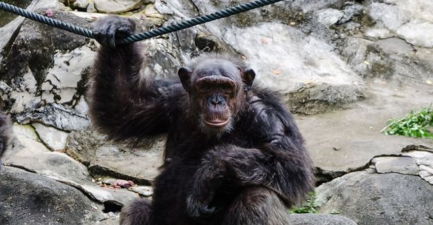 Čimpanze nas sustižu: Pronađen alat koji nisu napravili ljudi