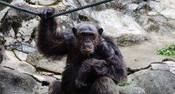 Čimpanze nas sustižu: Pronađen alat koji nisu napravili ljudi