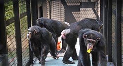 VIDEO Čimpanze puštene iz laboratorija prvi put uživaju igri i novim okusima