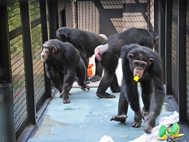 VIDEO Čimpanze puštene iz laboratorija prvi put uživaju igri i novim okusima