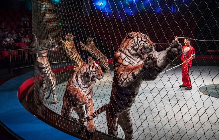Irska zabranjuje korištenje divljih životinja u cirkusima