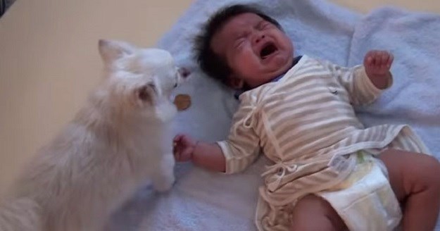 Mali pas velikog srca: Pogledajte kako čivava umiruje rasplakanu bebu!