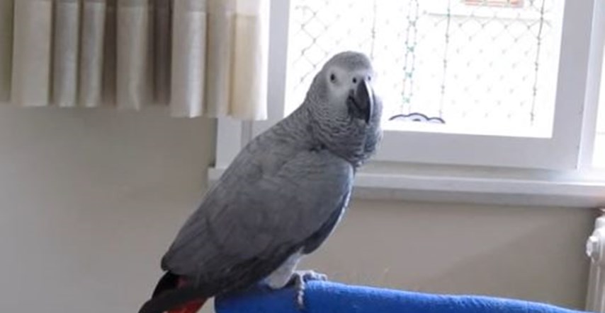 VIDEO Fantastičan je: Ovaj papagaj izgovara preko 350 riječi