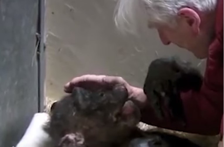 VIDEO 59-godišnja čimpanza oprostila se od starog prijatelja i otišla u miru