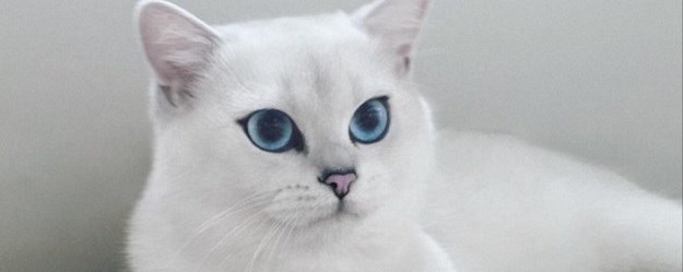 Plavooka mačka  Coby prava je internetska zvijezda!