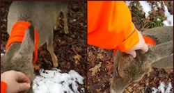 VIDEO Prijateljski jelen pozdravio lovca u šumi i zahtijevao da bude kućni ljubimac