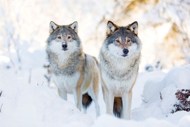 Ta divna stvorenja - vukovi: 11 tisuća lovaca sprema se ubiti njih 16