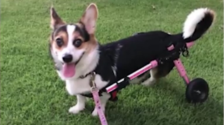 VIDEO Iako ne može hodati, ova njuška se ne prestaje smijati