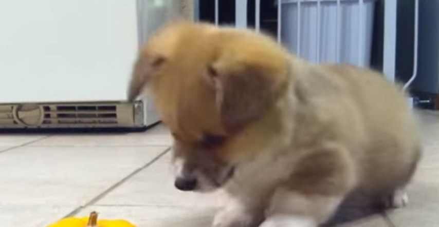 VIDEO Beba corgi odbija razumjeti malu bundevu