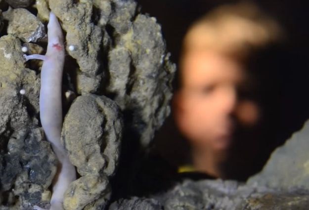 U Postojnskoj jami čudo prirode: Izleglo se već 13 beba-zmajeva