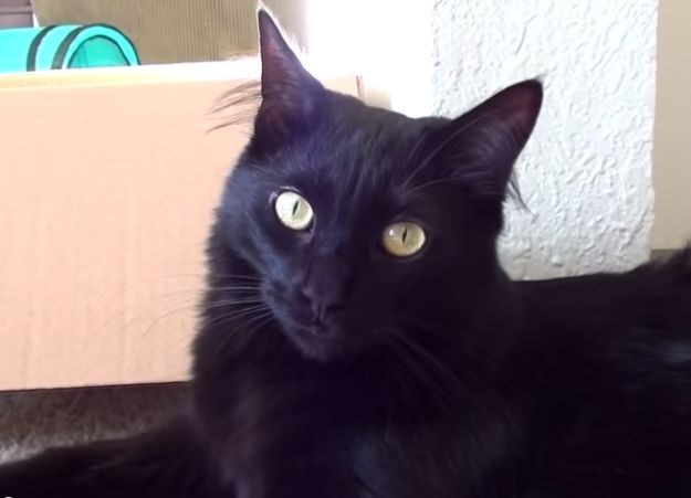 Crna mačka na putu: Zbog Georgea je 10.000 Njujorčana zapelo u prometu